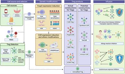 Unlocking the potential of Tregs: innovations in CAR technology